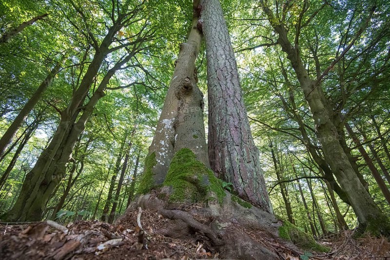 Darss primeval forest