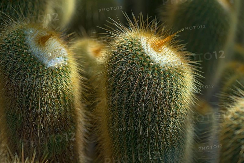 Cacti