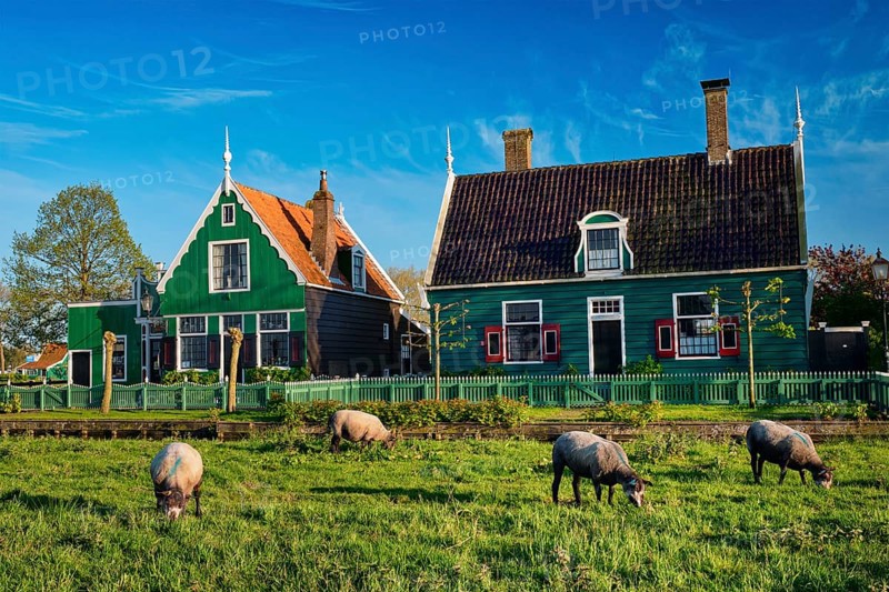 Sheeps grazing near traditional old country farm house in the museum village of Zaanse Schans
