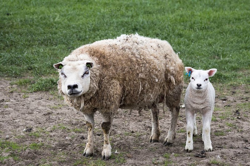 Sheep