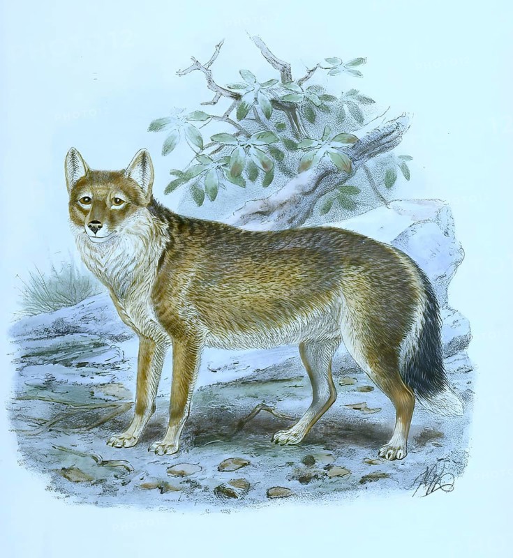 Polarwolf