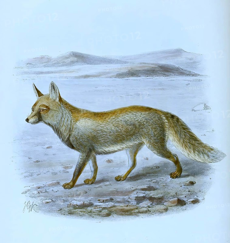 Desert fox
