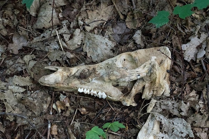 Wild boar
