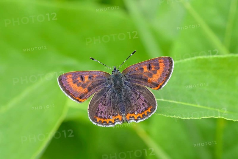 Blue iris fire butterfly