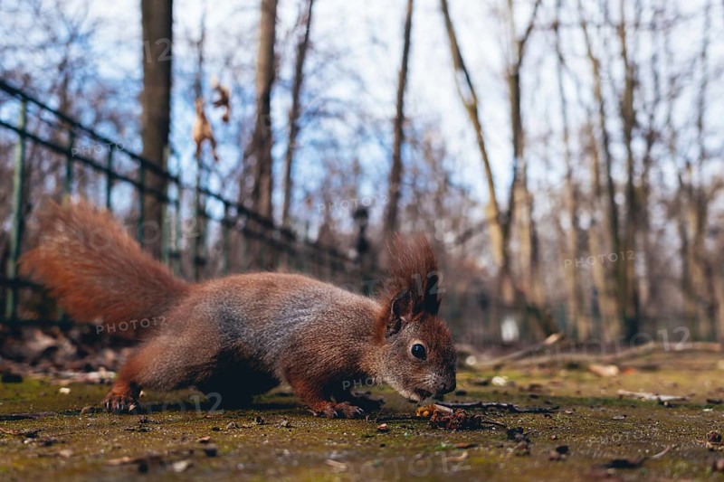 Squirrel eating nut