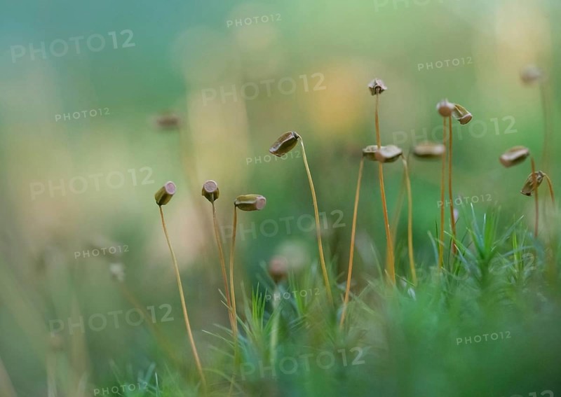 Common haircap moss