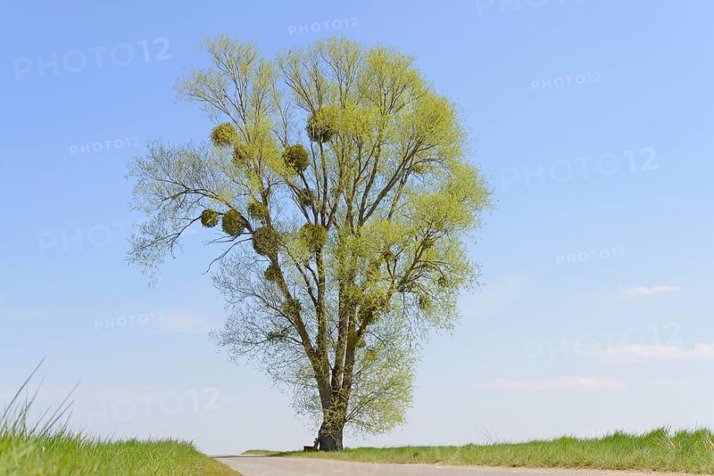 Poplar