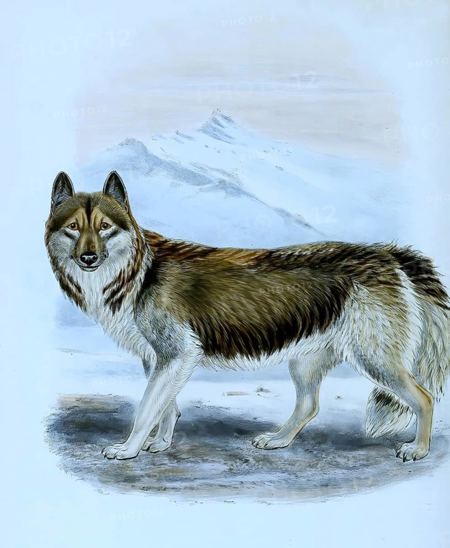 Greenland dog
