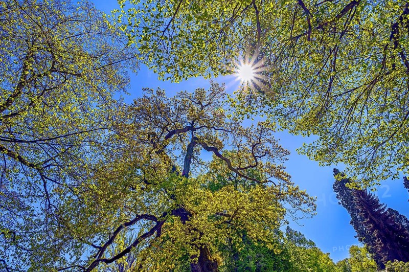 Extremely curved branches of a lime tree