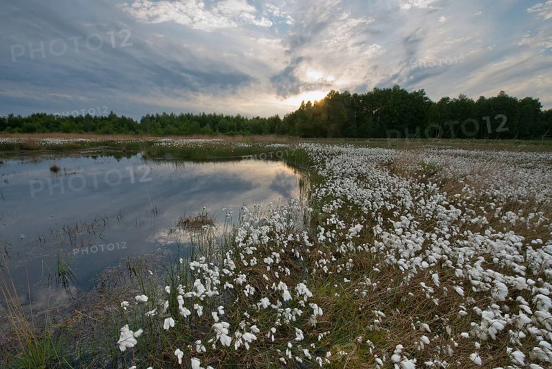 Common cottongrass