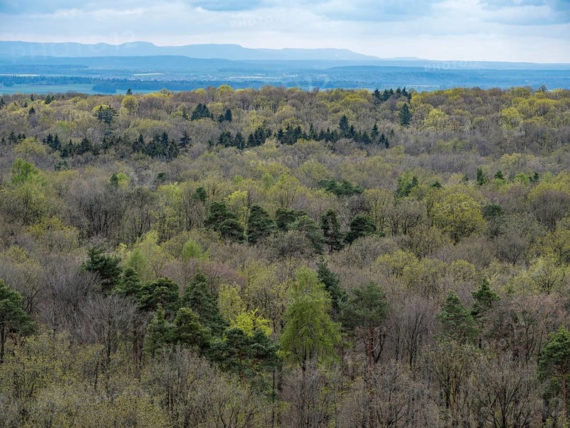 Baeume im Naturpark Schoenbuch bei Herrenberg