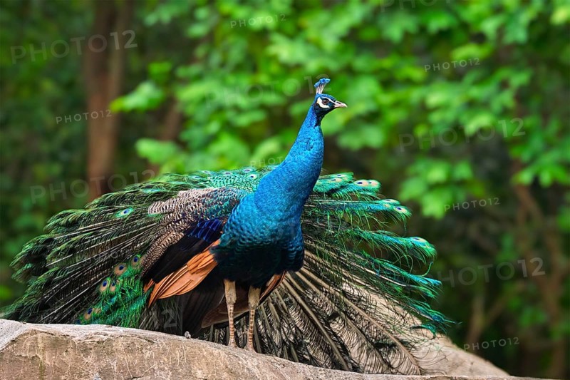 Peacock on rock in jungle forest