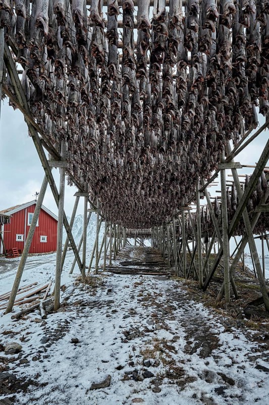 Drying flakes with stockfish cod fish in winter. Reine fishing village