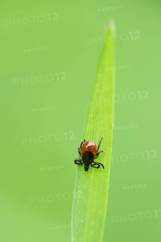 Common wood tick