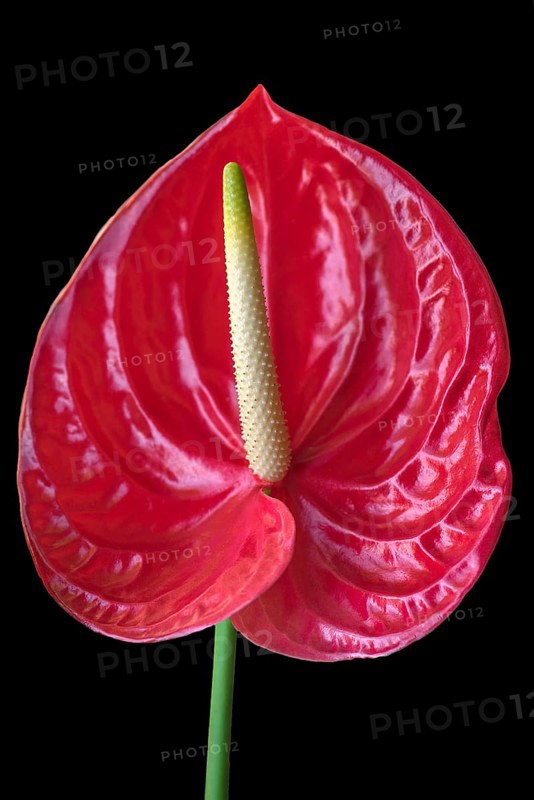 Flower of a large flamingo flower