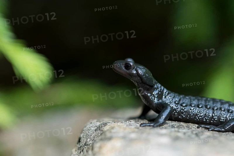 Alpine salamander