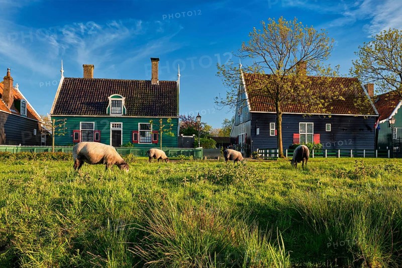 Sheeps grazing near traditional old country farm house in the museum village of Zaanse Schans