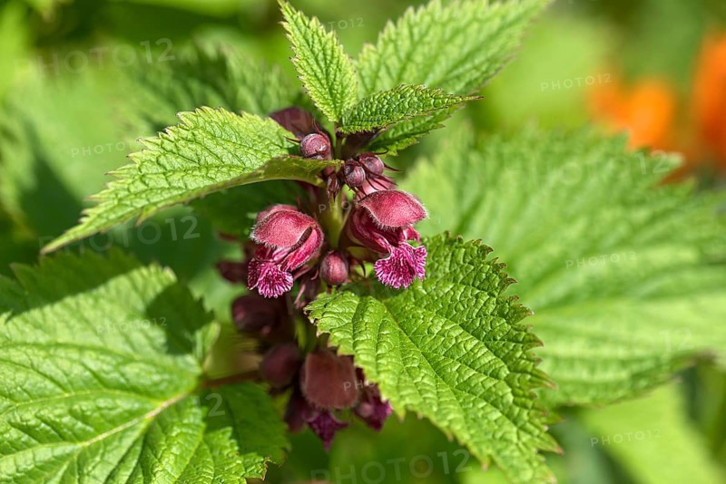 Large-flowered dead-nettle