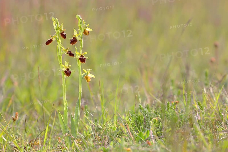 Early spider orchid