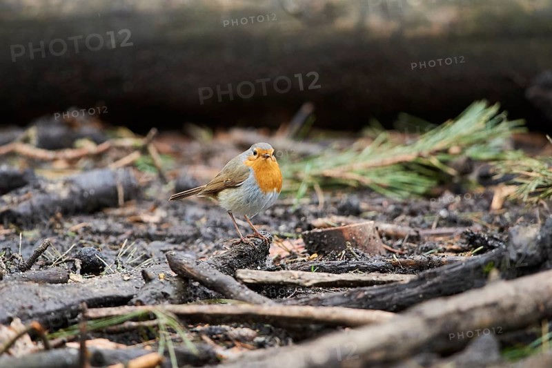 European robin