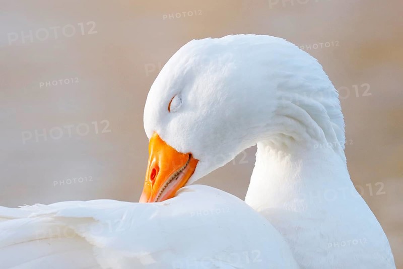 Domestic goose