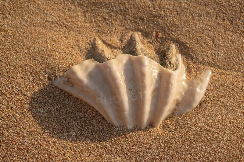 Close-up of the fossilized tridacna clam shell on a coral sand beach in the surf zone. Red Sea