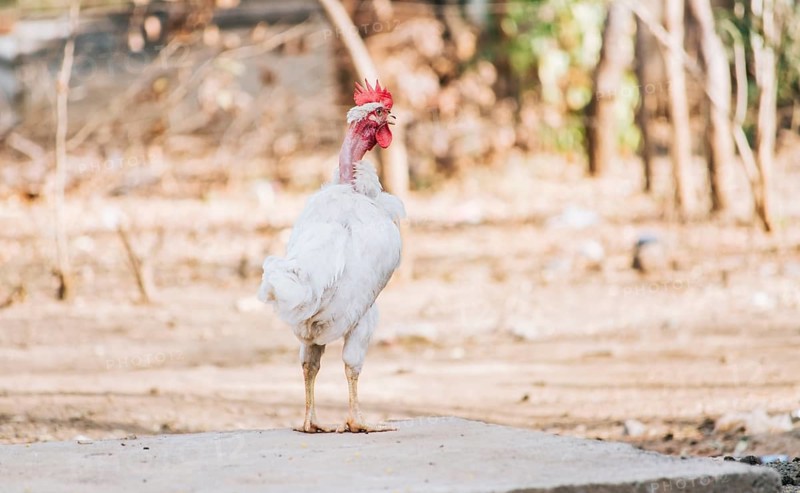 Beautiful breed rooster in the yard