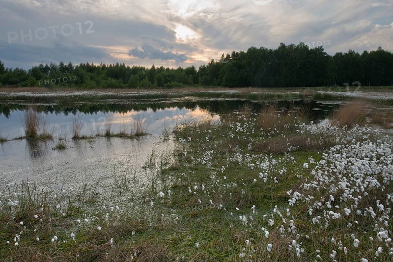 Common cottongrass
