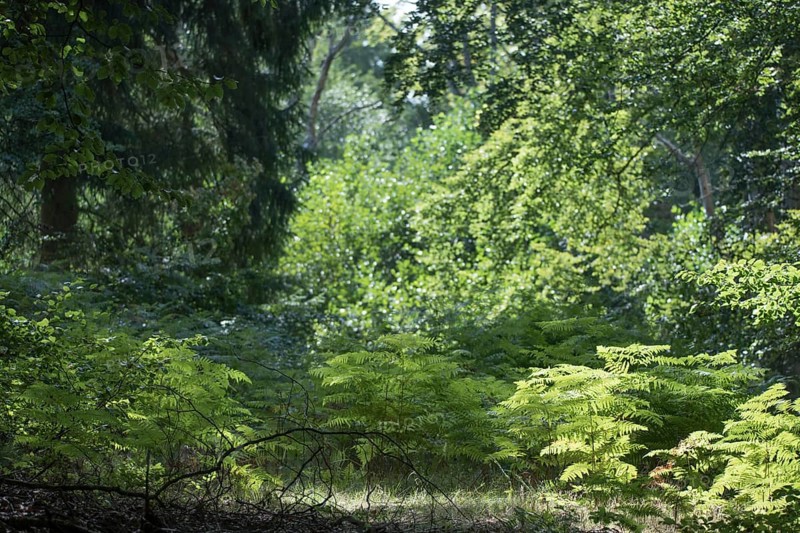 Lush undergrowth and natural regeneration in the Darss primeval forest