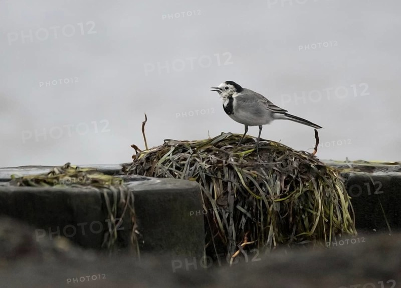 Pied Wagtail