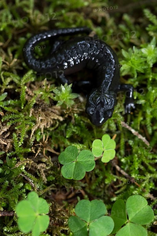 Alpine salamander