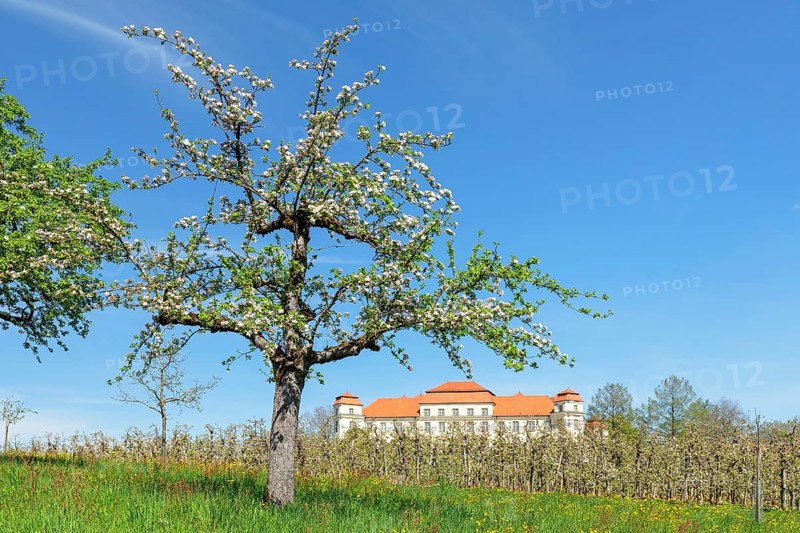 Fruit tree blossom at the New Castle