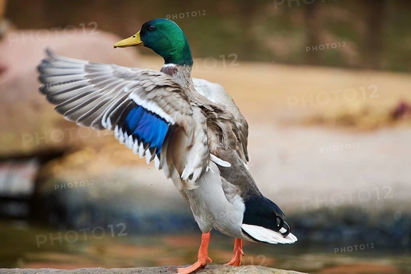 Wild duck
