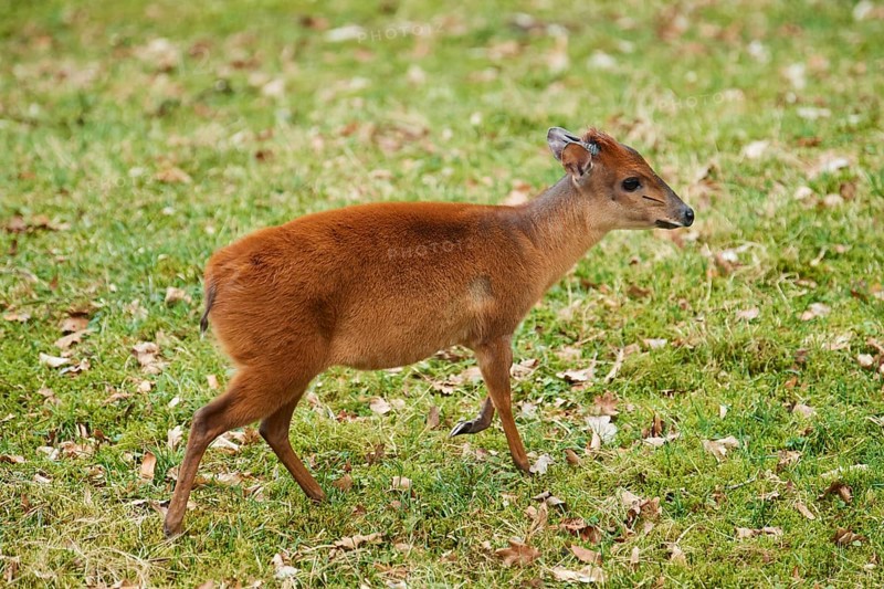 Red forest duiker