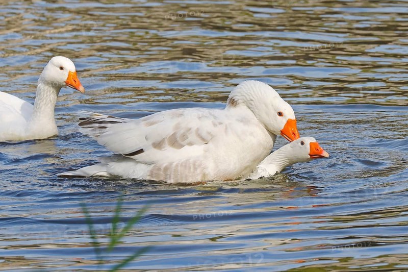 Domestic goose