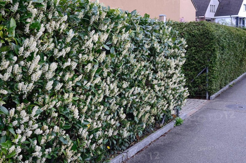 Bluehende Kirschlorbeer-Hecke