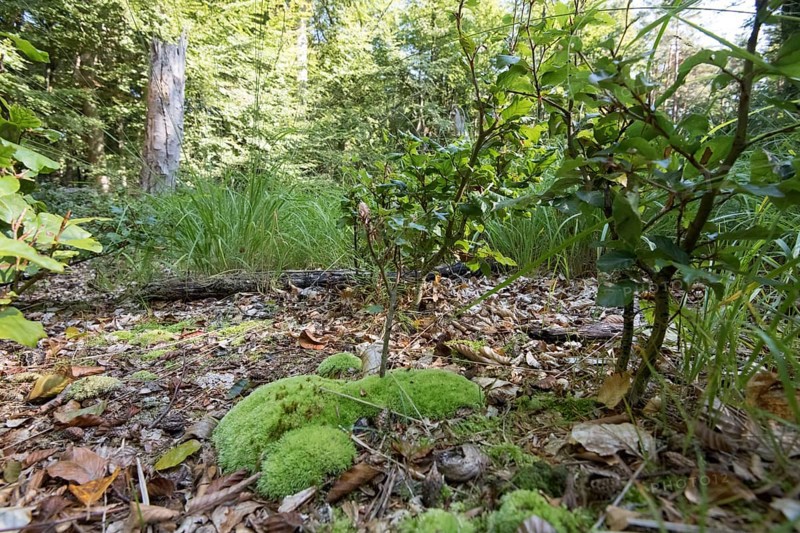 Lush undergrowth and natural regeneration in the Darss primeval forest