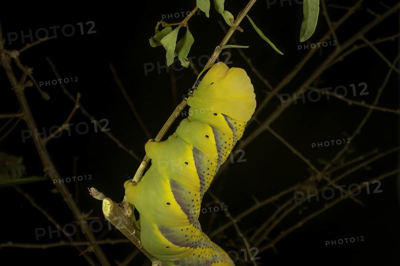 Larva