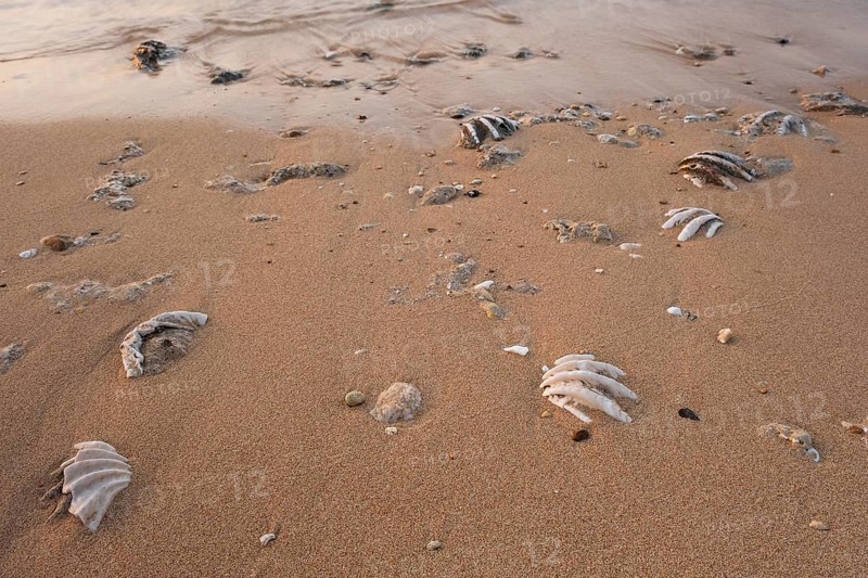 Fossilized tridacna clam shell on a coral sand beach in the surf zone. Red Sea
