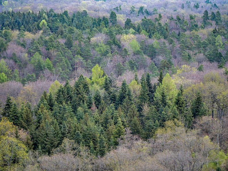 Baeume im Naturpark Schoenbuch bei Herrenberg