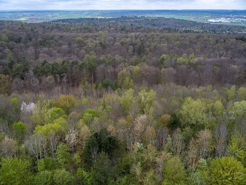 Baeume im Naturpark Schoenbuch bei Herrenberg