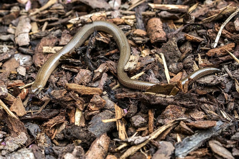 Slow worm
