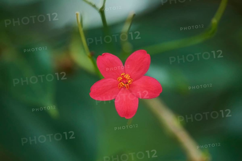 Peregrina flower