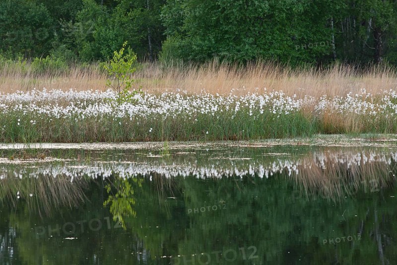 Common cottongrass