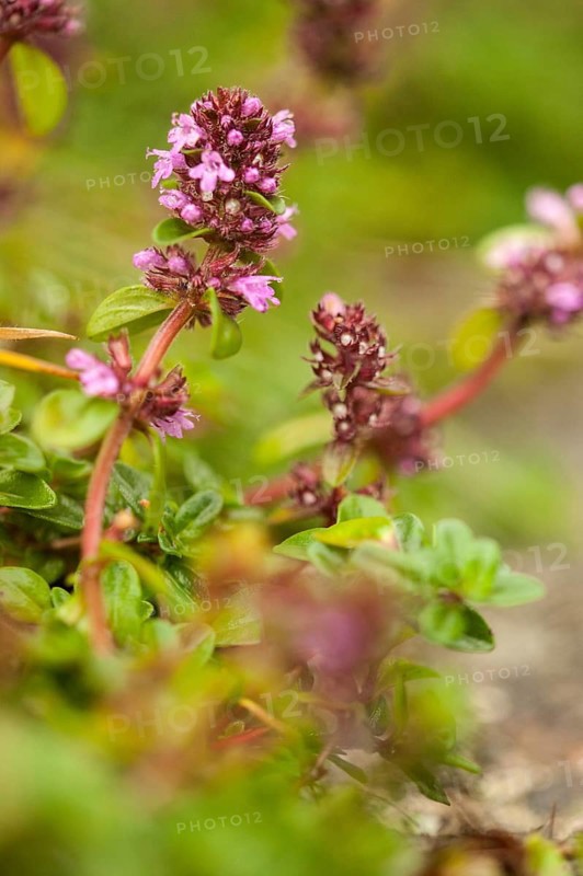 Sand-Thymian