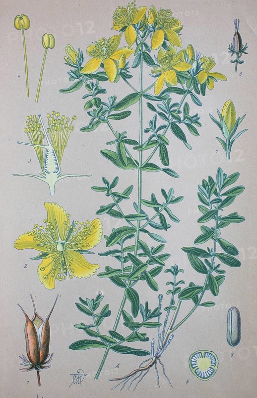 Echte Johanniskraut