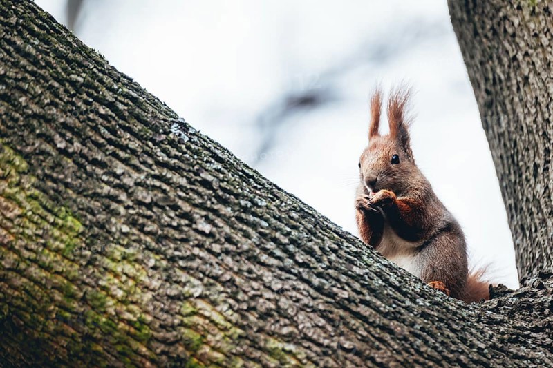 Squirrel eating nut