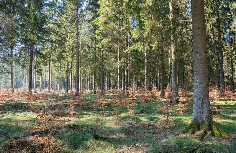 Forest in transition