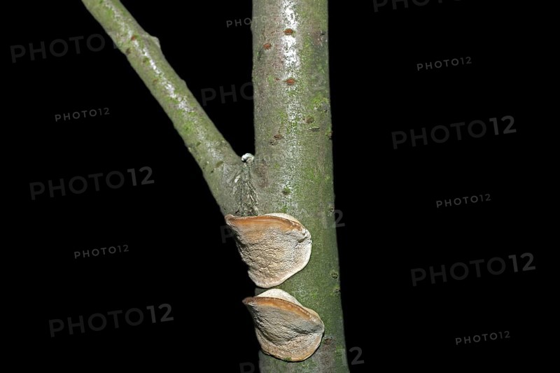 Tree fungus on a deadwood
