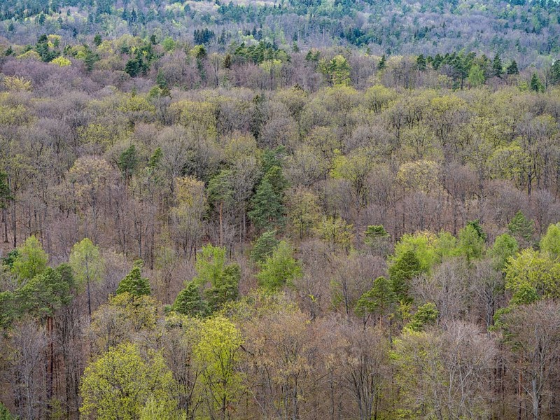 Baeume im Naturpark Schoenbuch bei Herrenberg